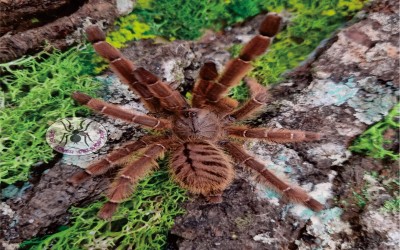 phormingochillus sp. rufus 7-8 cm Possibly male tarantula